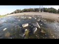 Raw LA River Quadcopter footage &quot;Buzzing the Ducks&quot;