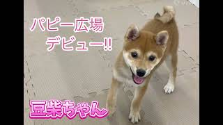 豆柴 】ミニマムサイズの豆ちゃん4ヶ月の成長 | マルワンBLOG