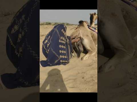 ماذا أخرجت هذه الفتاة من خلف الجمل مشهد أربك الجميع 