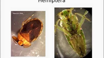 Introduction to Identifying Freshwater Stream DwelIing Insect Orders of California