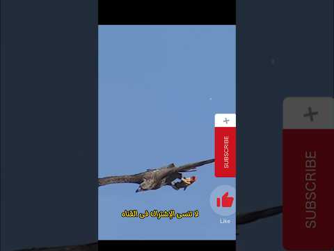 النسورتطير وتمسك سمكه من الجو Eagle Eagle Shortvideo Birds Eagles