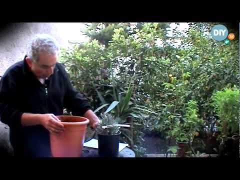 Βίντεο: Black Salsify Growing - Μάθετε για τη φροντίδα των λαχανικών Scorzonera Root