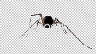 Black Windows spider walk cycle loop side