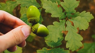 Collecting Acorns for Seed  How to grow white oak trees