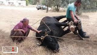 Köyümü özledim Resimi