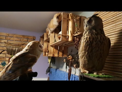 Вопрос: Кто такие сурикат и сипуха?