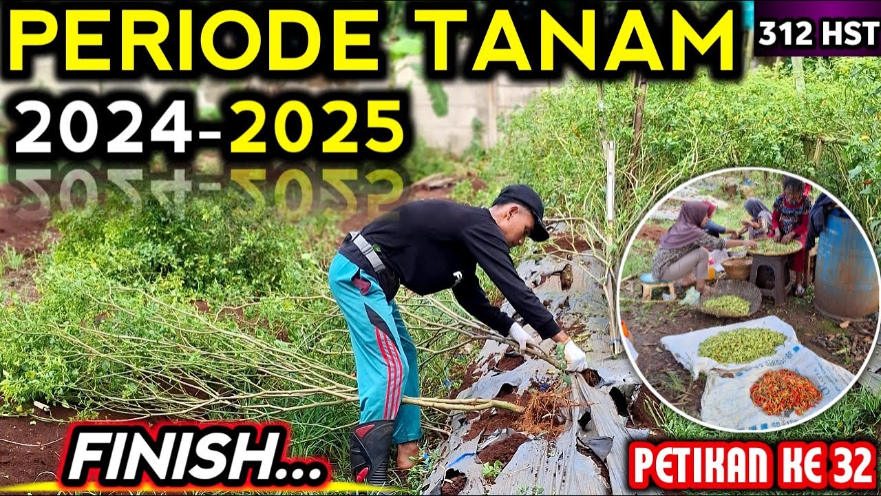 🔴 BERHASIL TANAM CABE ‼️ MASA TANAM PERIODE 2024-2025 FINISH 