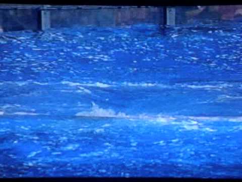 Kalina Our Baby Shamu