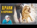 Драки в упряжке (Хаски)