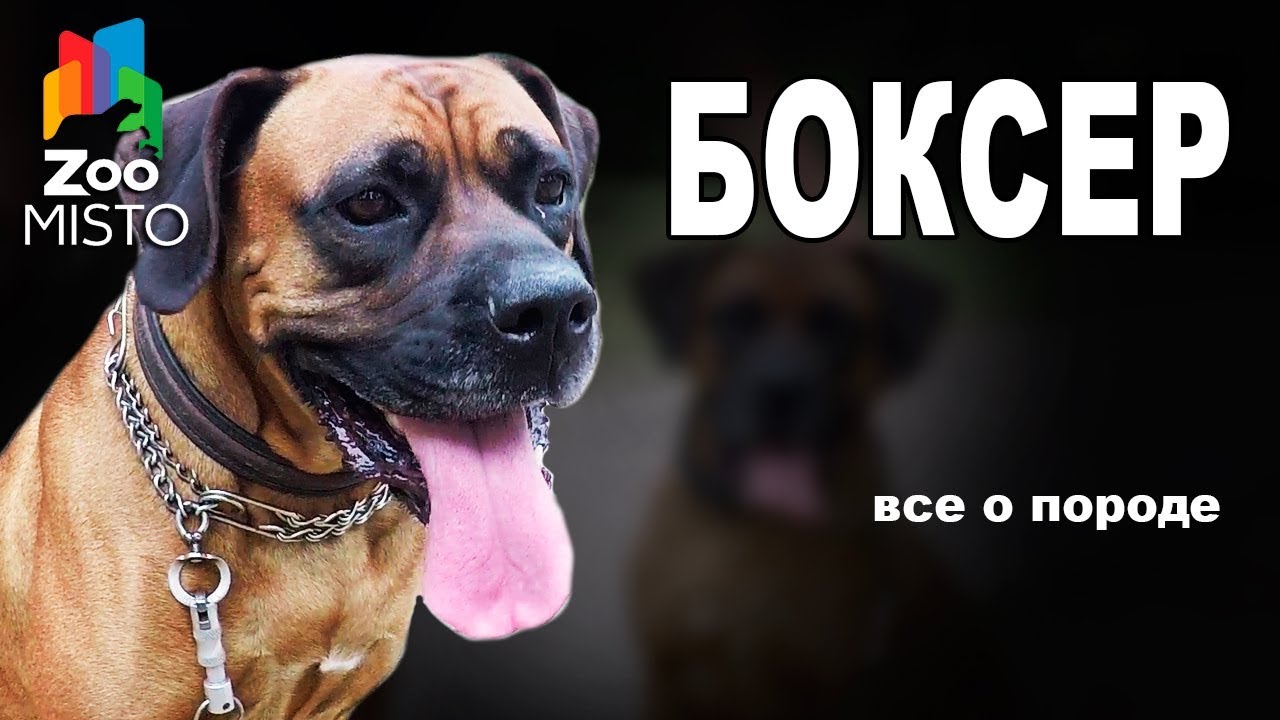 вся информация о породе собак боксер