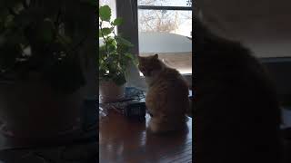 feline adventures by Life and nature as it is 70 views 3 months ago 1 minute, 42 seconds