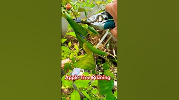 Apple Tree Pruning #appletree #pruning #gardening