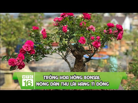 Trồng hoa hồng bonsai, nông dân thu lãi hàng tỉ đồng | VTC16