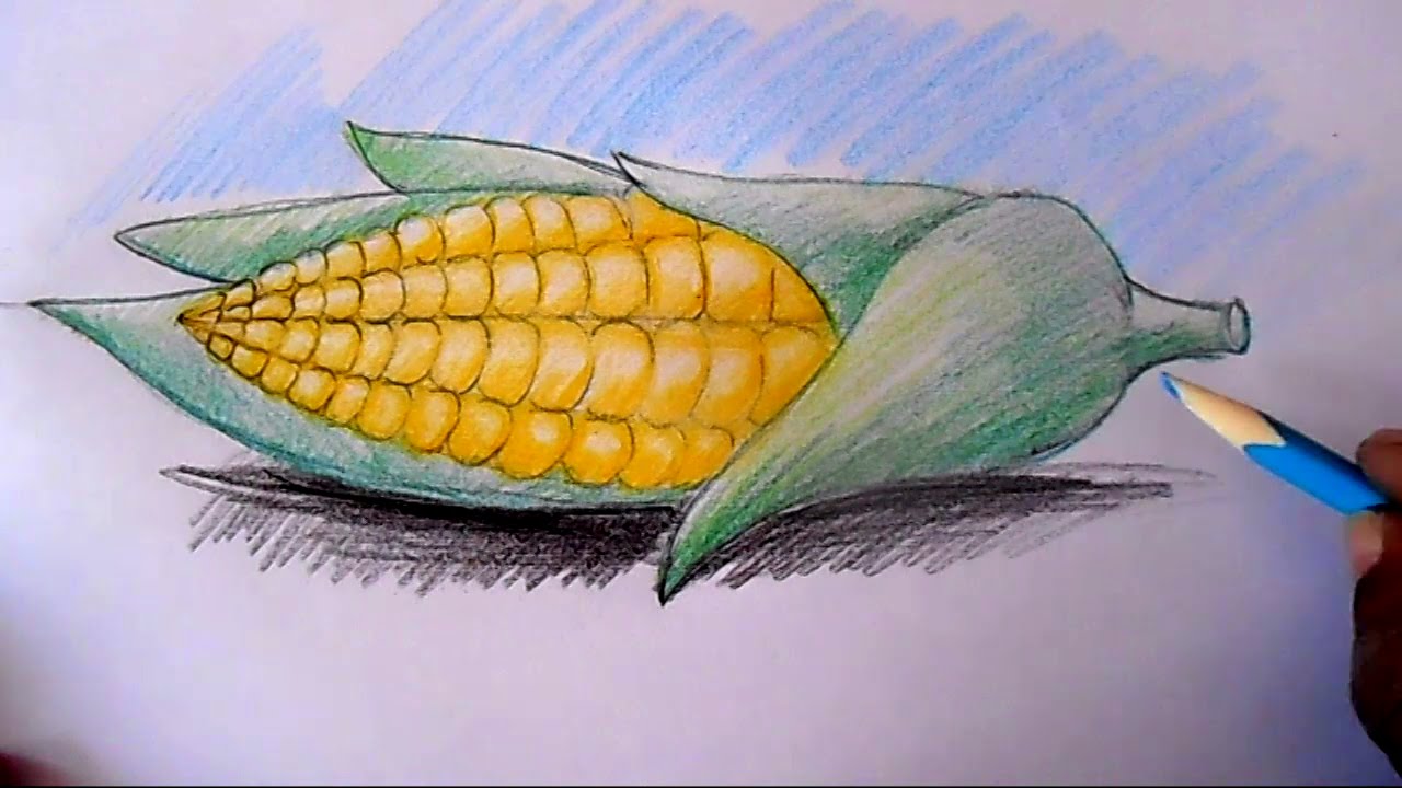 How to draw-A corn drawing step by step