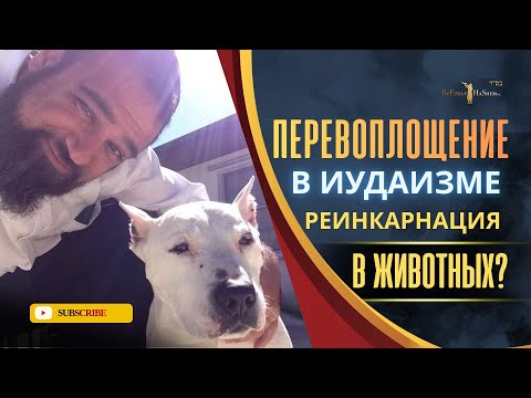 Перевоплощение в иудаизме: Реинкарнация в животных?