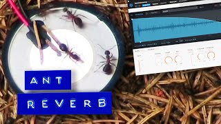 Turning Ants into Convolution Reverb