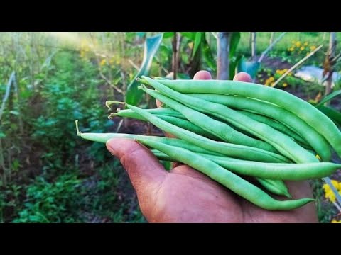 Video: Velvet Bean Planting - Mga Tip sa Paggamit At Pagpapalaki ng Velvet Beans