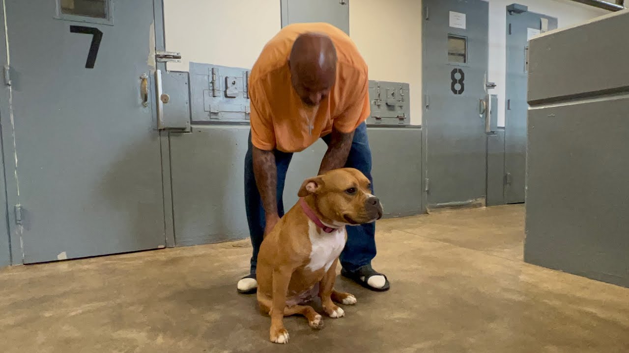 New prison program saves unwanted animals - YouTube