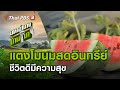 แตงโมนมสดอินทรีย์ ชีวิตดีมีความสุข : มหาอำนาจบ้านนา (25 เม.ย. 64)