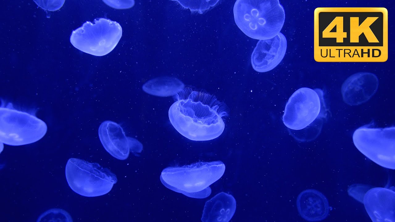 animated moving jellyfish