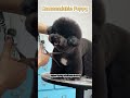Bichon Grooming Hack: Curved Thinning Shears Make It Easy ✂️Groomer or Pet Parents Try This!