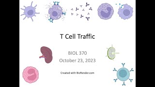 Immunology Fall 2023: Lecture 20 T Cell Trafficking