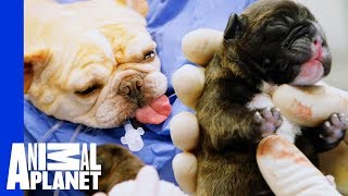 Buttercup The French Bulldog's Emergency CSection | The Vet Life