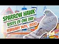 Sparrow hawk - visits of Feb. 14th 2020 - Recke, Germany