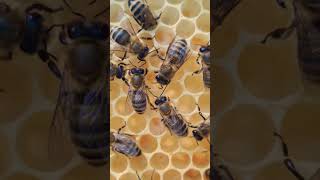 Как Исправить Трутовку #Bee #Honey #Пчеловодство #Пчелы #Beekeeping #Мёд