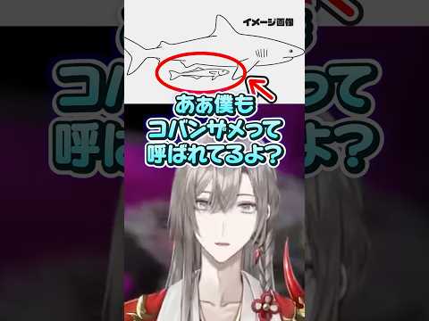 【三下】コバンザメ甲斐田 #サメ #コバンザメ #切り抜き