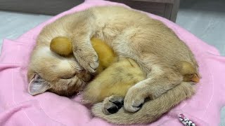 The kitten is a qualified mother duck.  Kitten and duckling sleep together.  cute animal videos