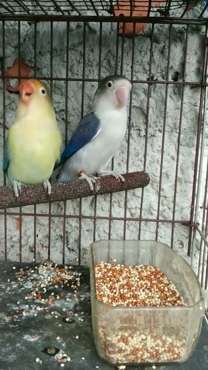 Masteran Burung Love Bird #viral #trending #shots #shortvideo #masteran #masteranburung