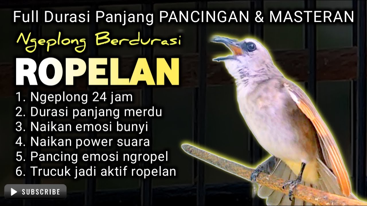 NO 1 TERAPI !! TRUCUKAN GACOR ROPEL PANJANG CEPAT MEMANCING TRUCUK BUNYI NYAUT ROPELAN