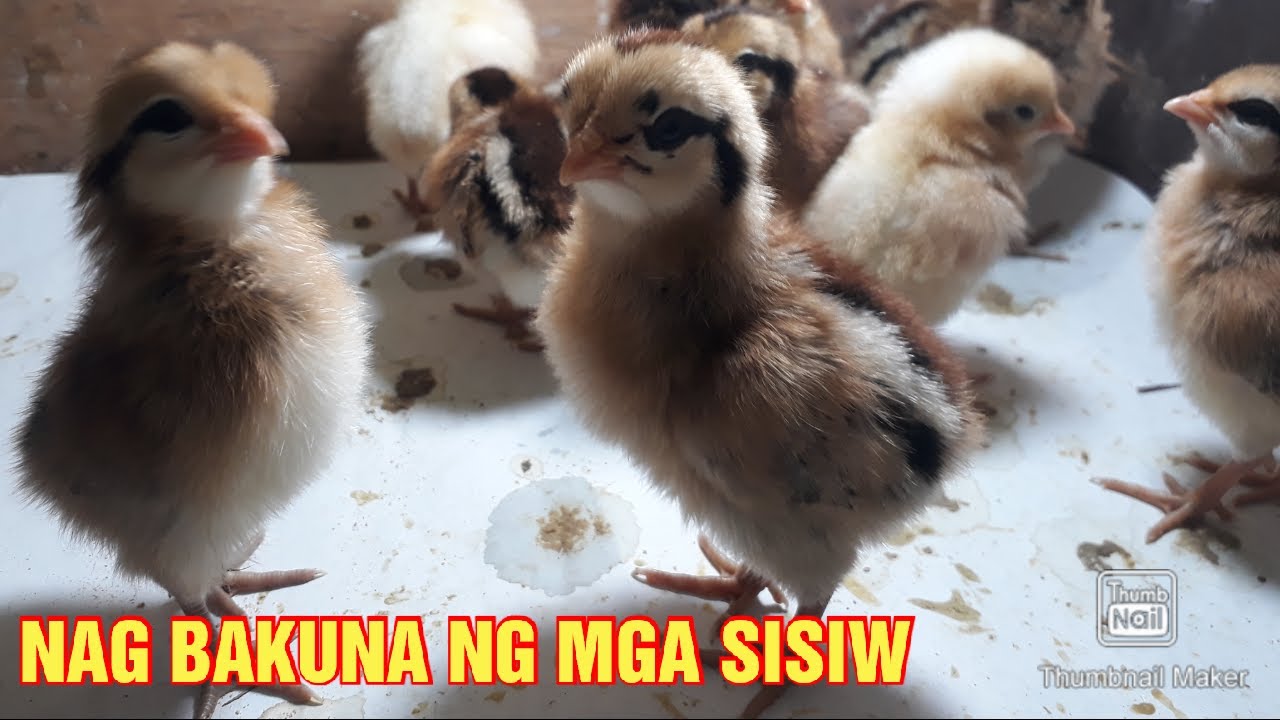 NAG VACCINE NG MGA SISIW - YouTube