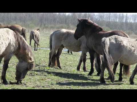 Konik – Equus
