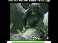 monkey's ass smells bad
