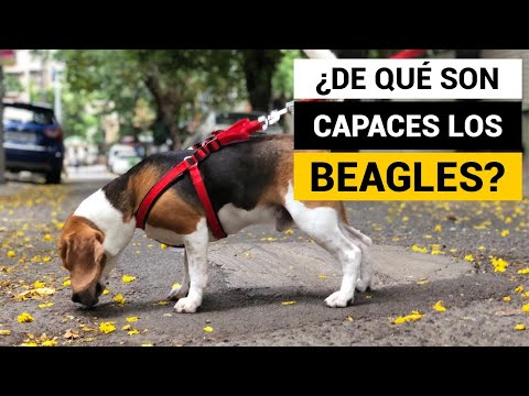 Video: Todo sobre los beagles y su increíble sentido del olfato