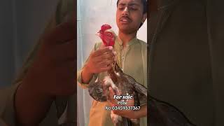 Aseel murga for sale#Amar Aseel birds