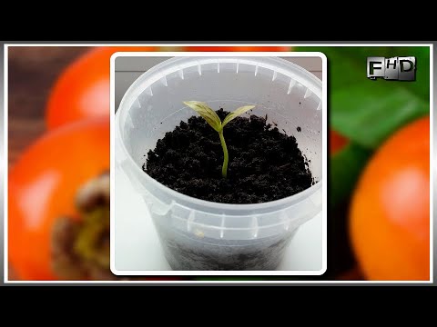 Видео: Домат - зрънце или зеленчук?