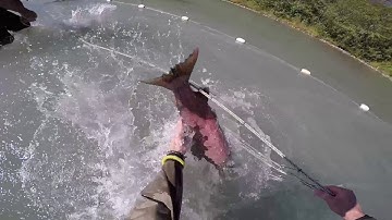 Tagging Chinook Salmon on the Kitsumkalum River