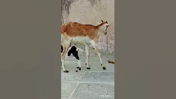 Mother S Love 