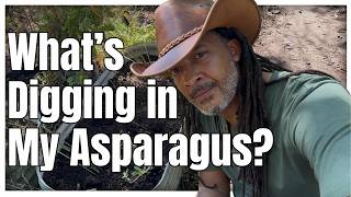 Garden Detective: What's Digging Up My Asparagus? 🕵️‍♂️