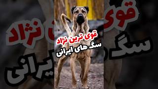 قوی ترین نژاد سگ های ایرانی