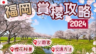 2024福岡賞櫻地圖🌸 | 在地人才知道的櫻花秘景 | 粉色隧道超浪漫 |最新開花預測情報