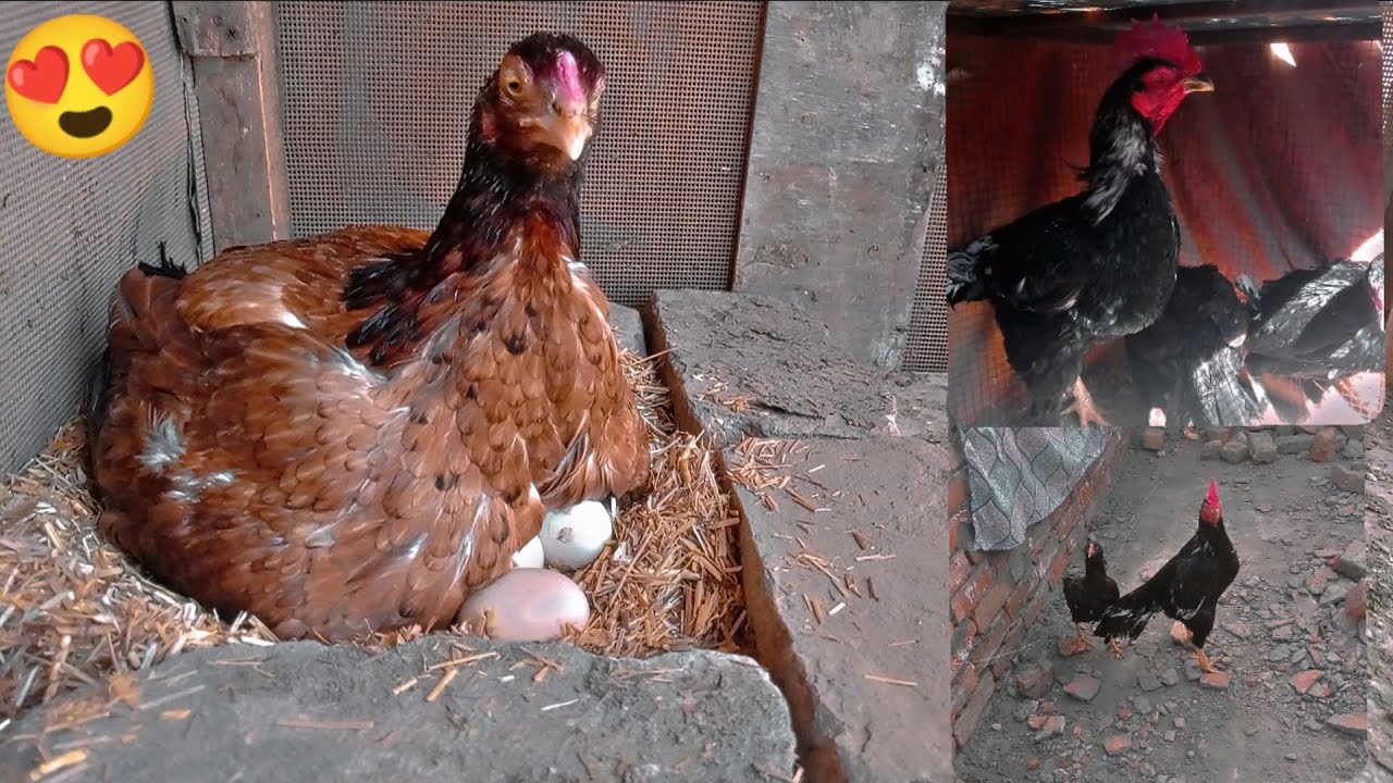 Ajj new murgi ko kurak py bitha dia 😍🥰