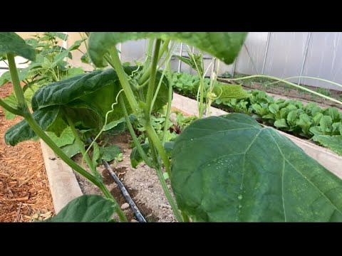 Video: Aderezo Para Pepinos (26 Fotos): En Invernadero Y Campo Abierto, Levadura Para Una Buena Cosecha Y Fertilizante De Potasio, Aderezo Durante La Fructificación