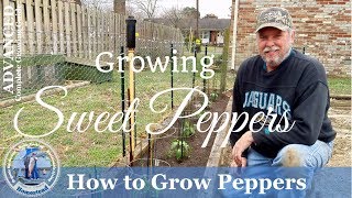 How To Grow Peppers (ADVANCED) Complete  Growing Guide