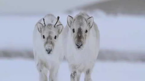 Ojibwe Word of the Day Adikoons. ᐊᑎᑰᓐᔅ᙮ 'A small caribou, a small reindeer '