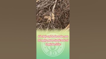 Hiệu quả của thuốc trừ cỏ Logichu 55SC tại Mê Linh - Hà Nội