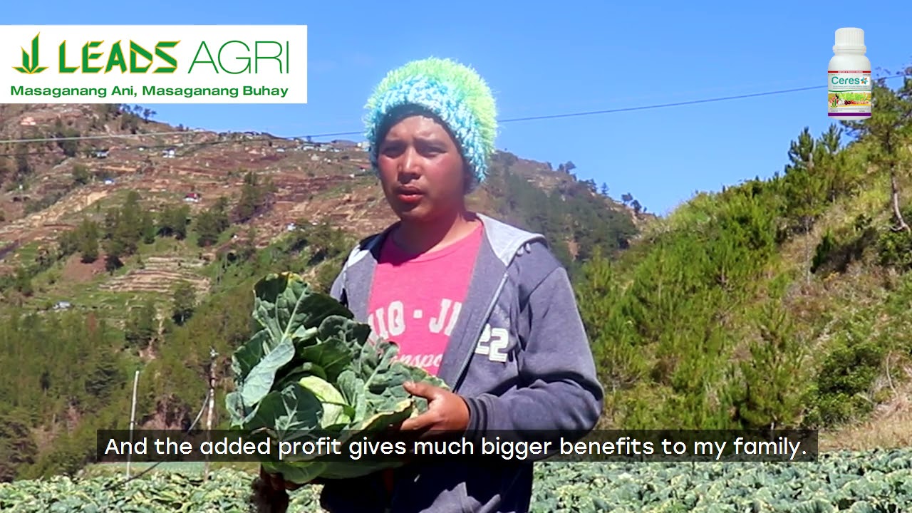 Ceres Biostimulant Foliar Fertilizer in Cabbage in Benguet